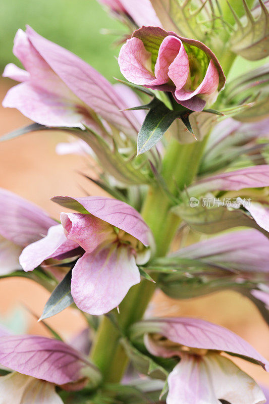 熊马裤Acanthus mollis花开花